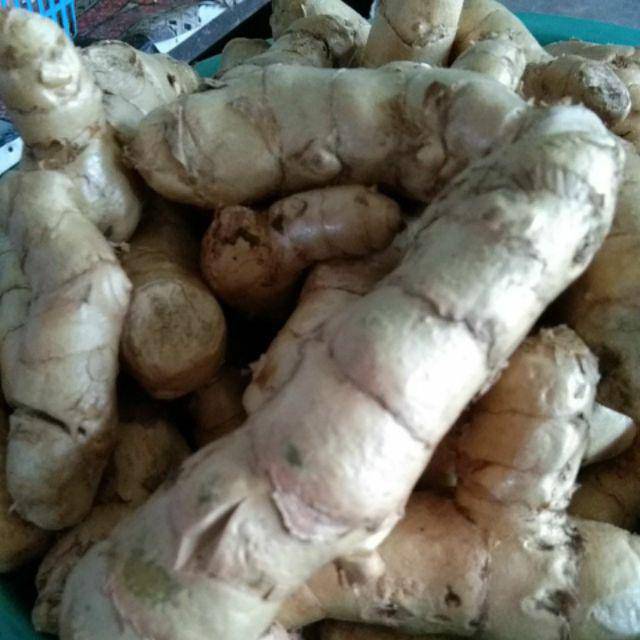 

Kunyit putih segar 1kg di ambil dadakan saat ada orderan masuk