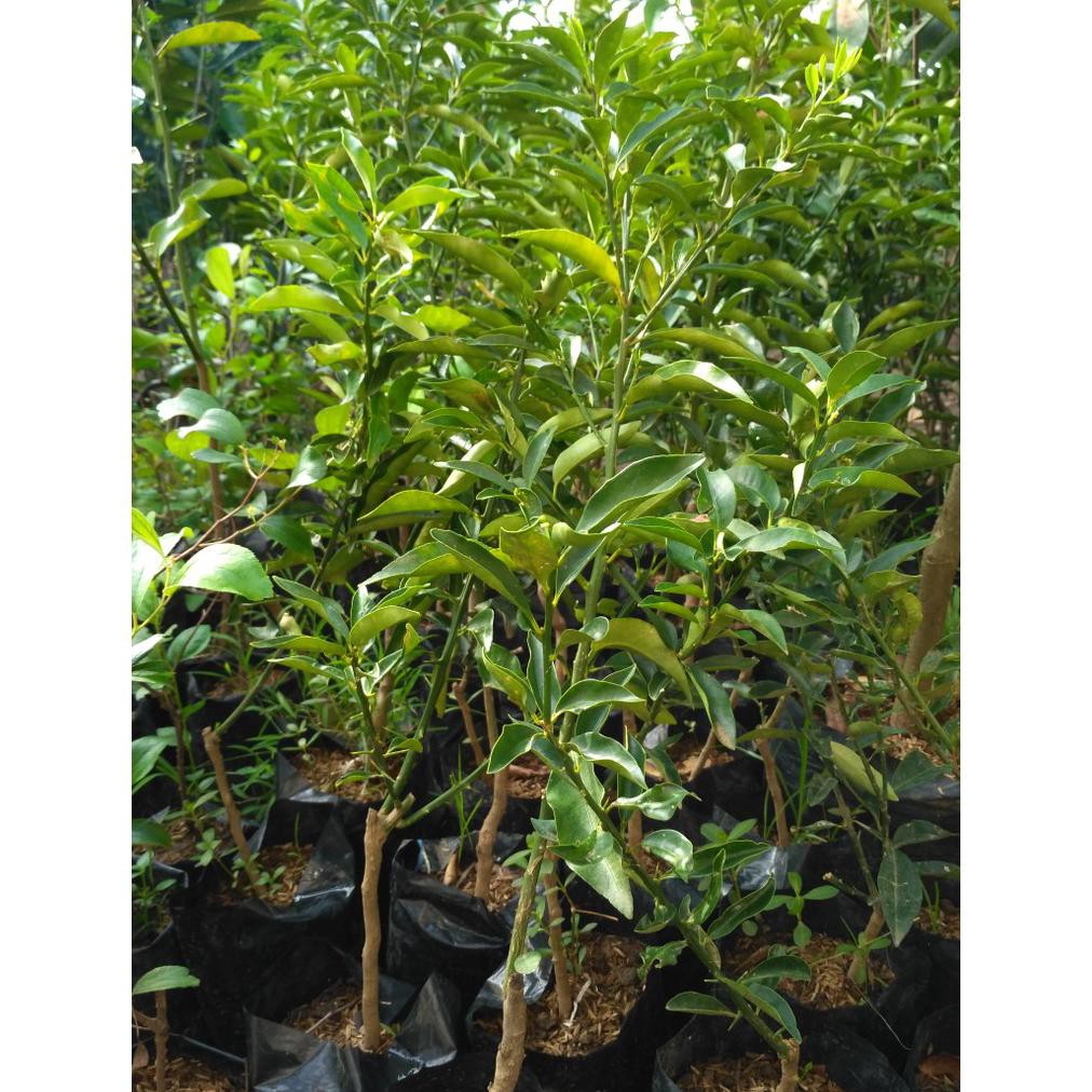 Pak0Y Paket 3 Bibit Jeruk Santang Madu