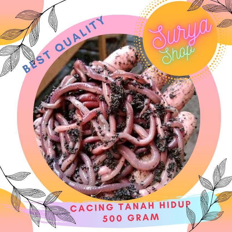 Cacing Tanah Hidup ANC 500 Gram