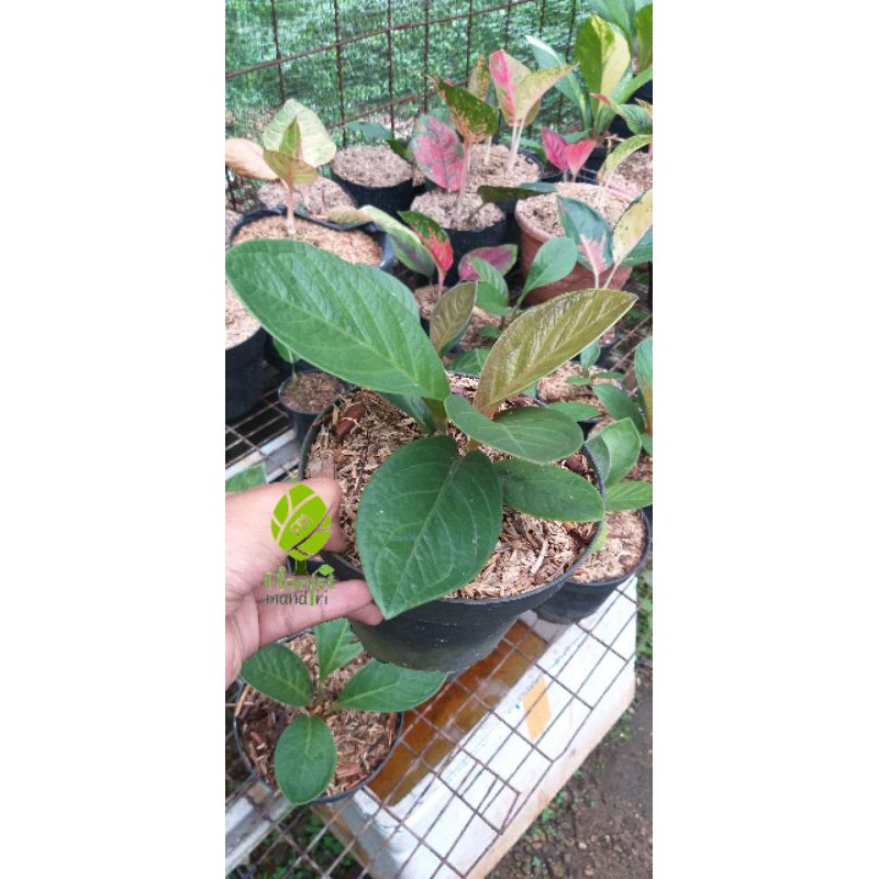 ANTURIUM MANGKOK TORNADO