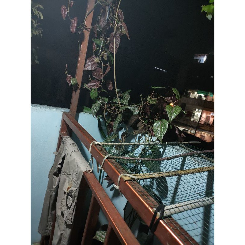

daun sirih merah di petik langsung