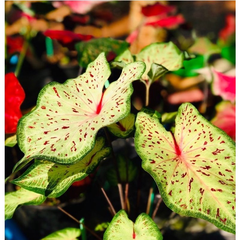 Keladi Hias Ginggerland Import Anakan Murah