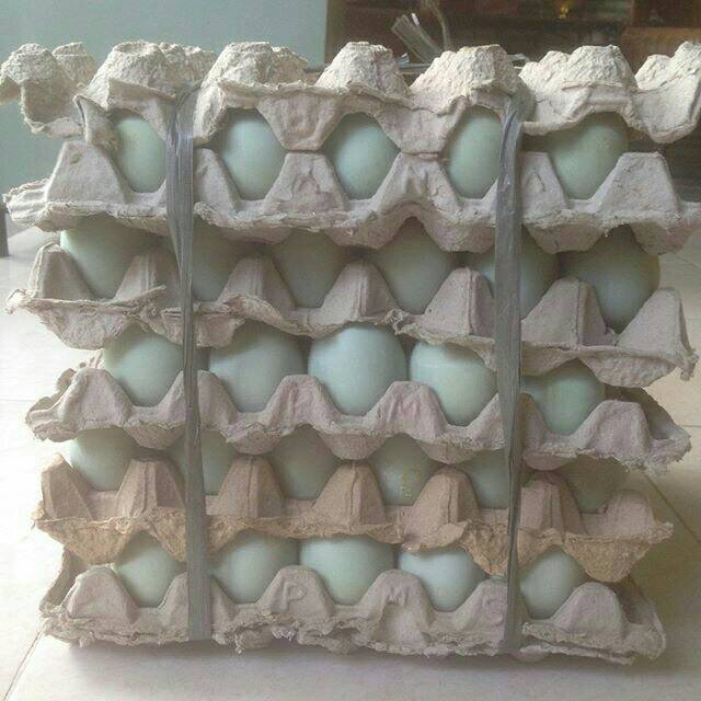

telur asin