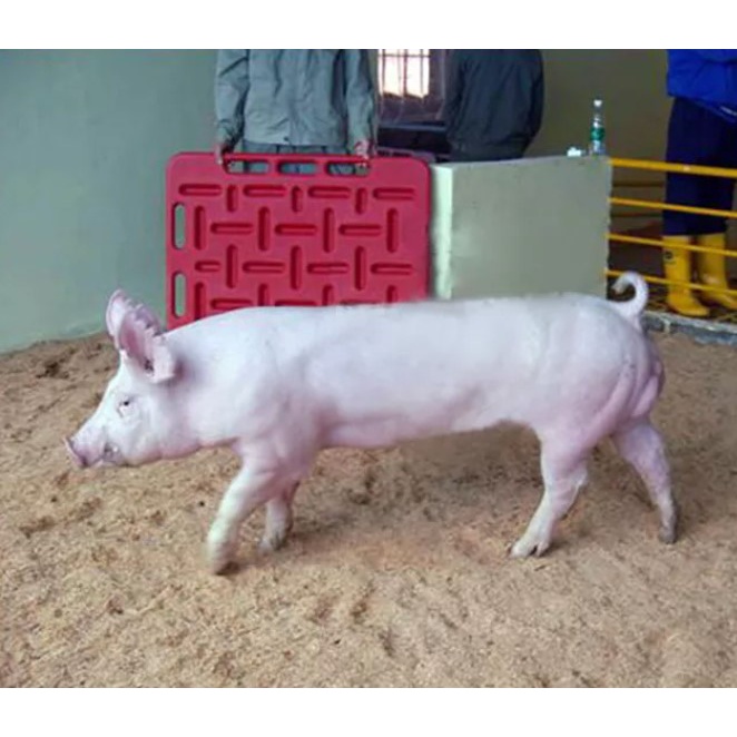 Papan Penghalang Babi 94x76x3 cm Pig Panel Board digunakan untuk menggiring Hewan Ternak seperti Babi Kambing dan lainnya