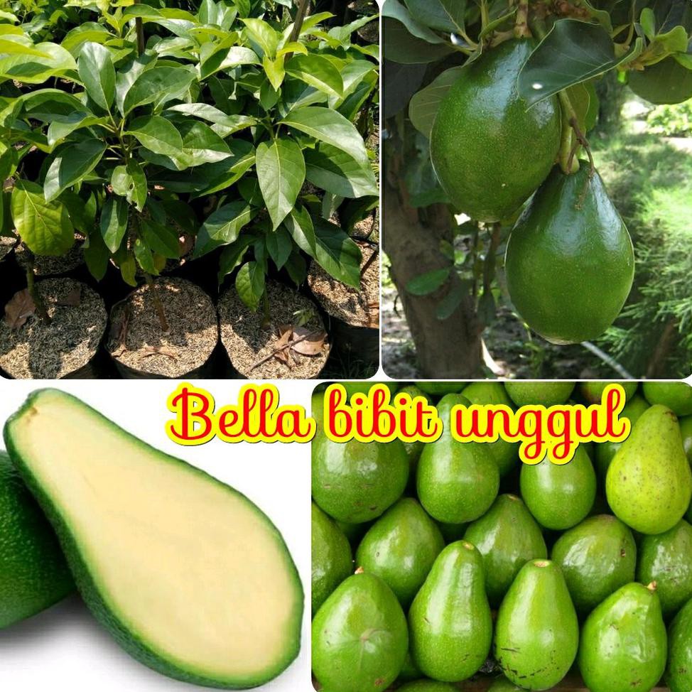 Stok Ready Bibit Buah Alpukat Jumbo Tanpa Biji Unggul Kw Import