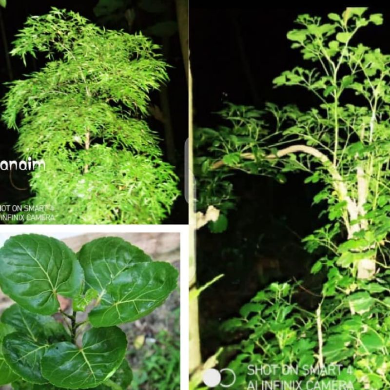 Stek & tanaman Polyscias Aralia Kedondong laut Berlangkas Mangkokan herbal 20-35cm pagar