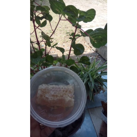 

MADU SARANG 100 gr