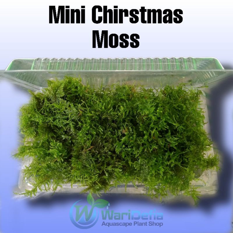 Moss Mini Christmas Aquascape porsi mika