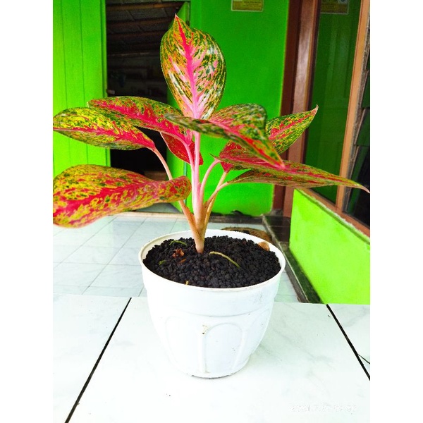 aglonema hot flaming lady