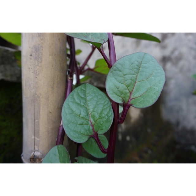 Stek Bayam Malabar Merah