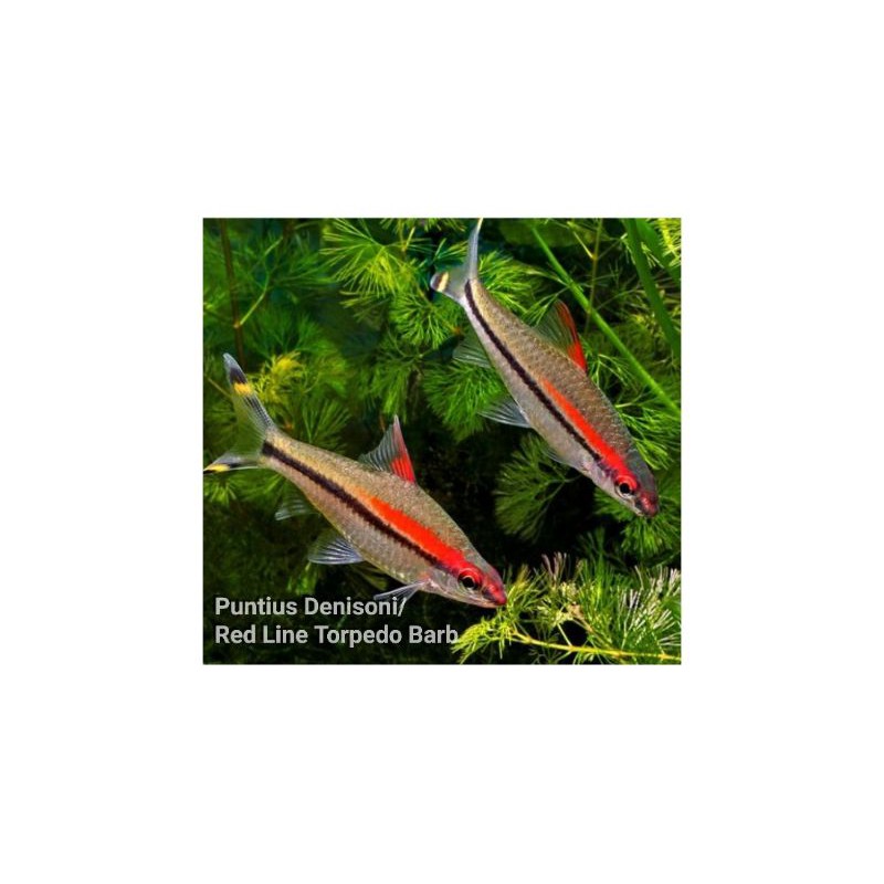 Jual Ikan Hias Air Tawar Denisoni Uk 6 Cm Up Shopee Indonesia