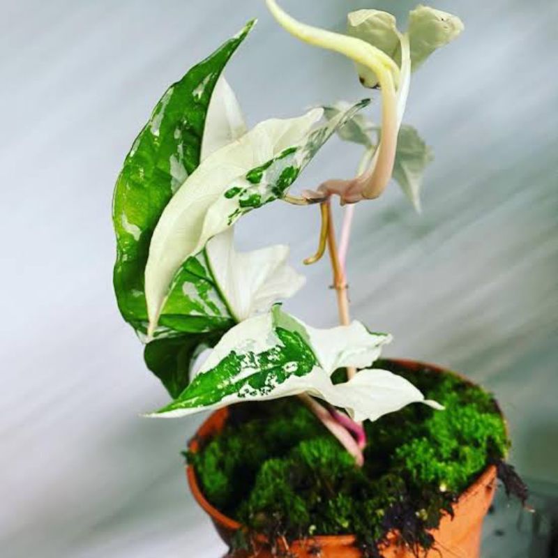 Syngonium Albo variegata