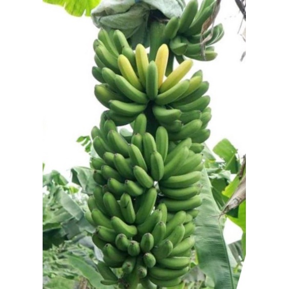 Bibit pisang barangan merah / Pisang Ayam