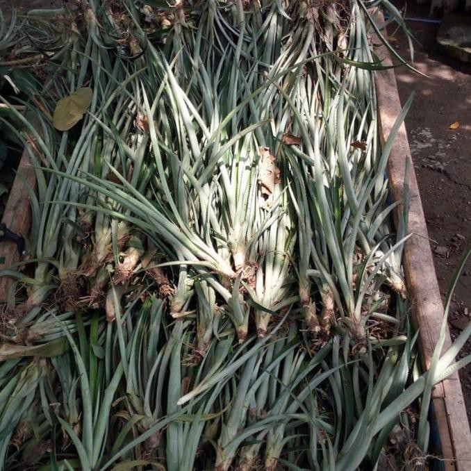 KW IMPORT 6 BIBIT NANAS BOGOR MADU MANIS $_$