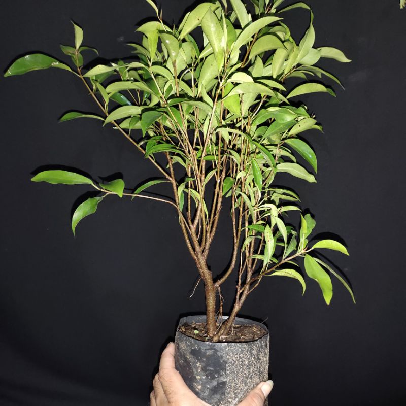 bonsai beringin afrika inport