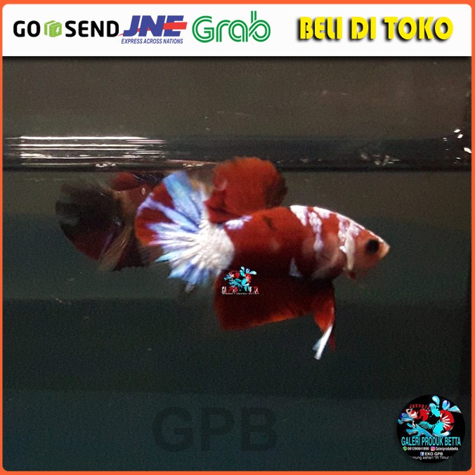 PLAKAT RED KOI GALAXY IKAN CUPANG KOI GALAXY IKAN HIAS PLAKAT RED KOI GALAXY IKAN HIAS KOI GALAXY
