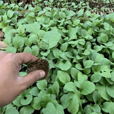 DIARY PETANI - Bibit Terong Ungu Siap Tanam