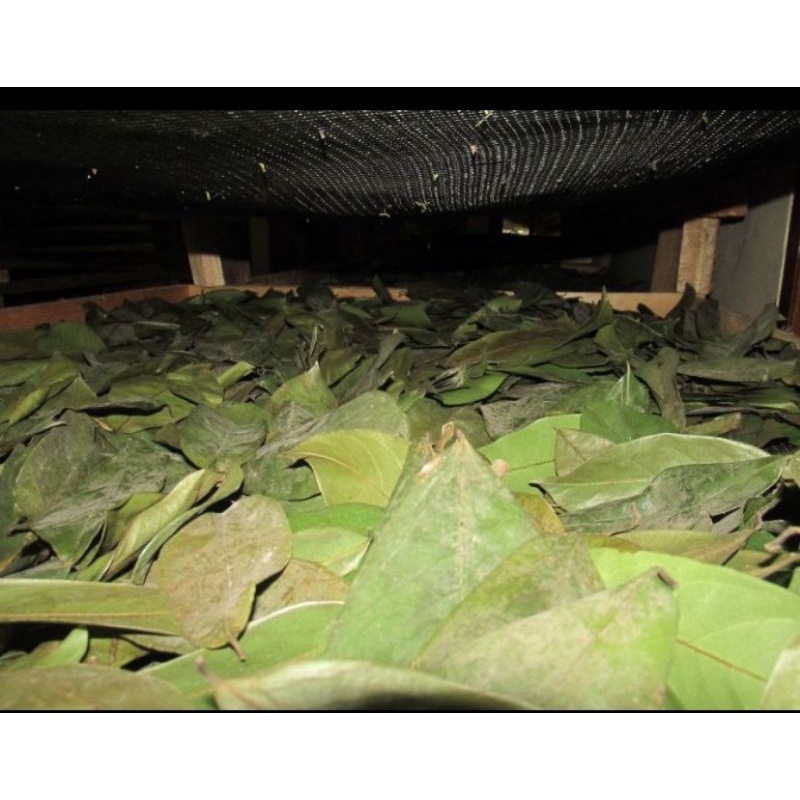 

Daun sirsak kering grade A