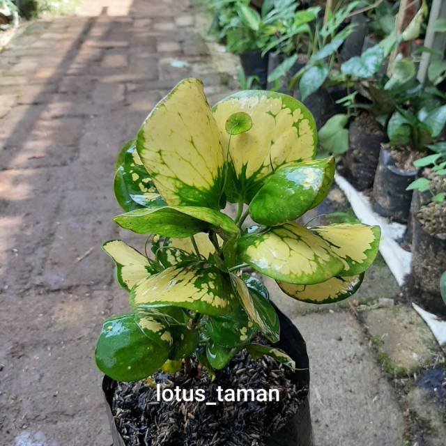 POHON PURING APEL-tanaman puring apel