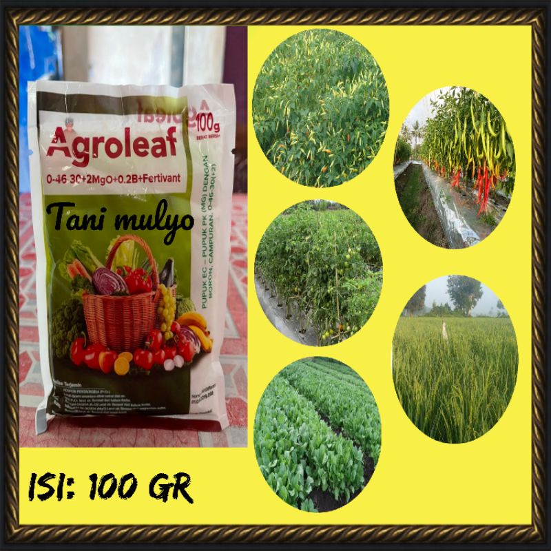 PUPUK AGROLEAF 100 GR