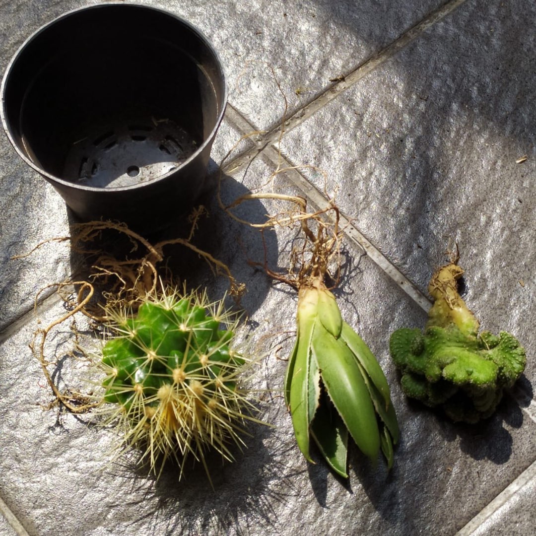 Tanaman Kaktus Hias Cactus Golden Barrel Barel