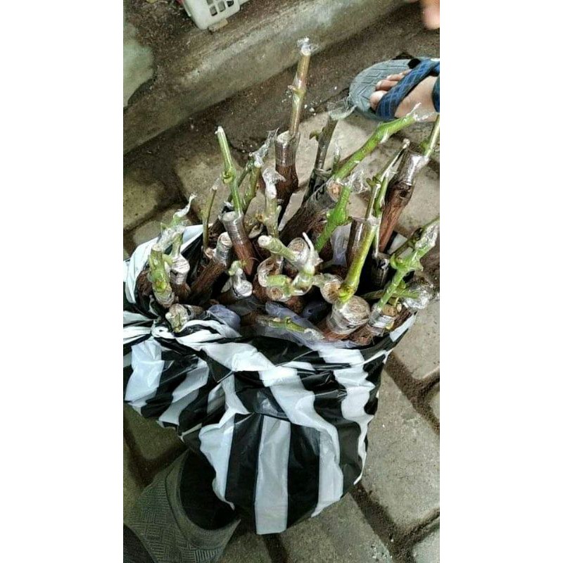 

grafting anggur import