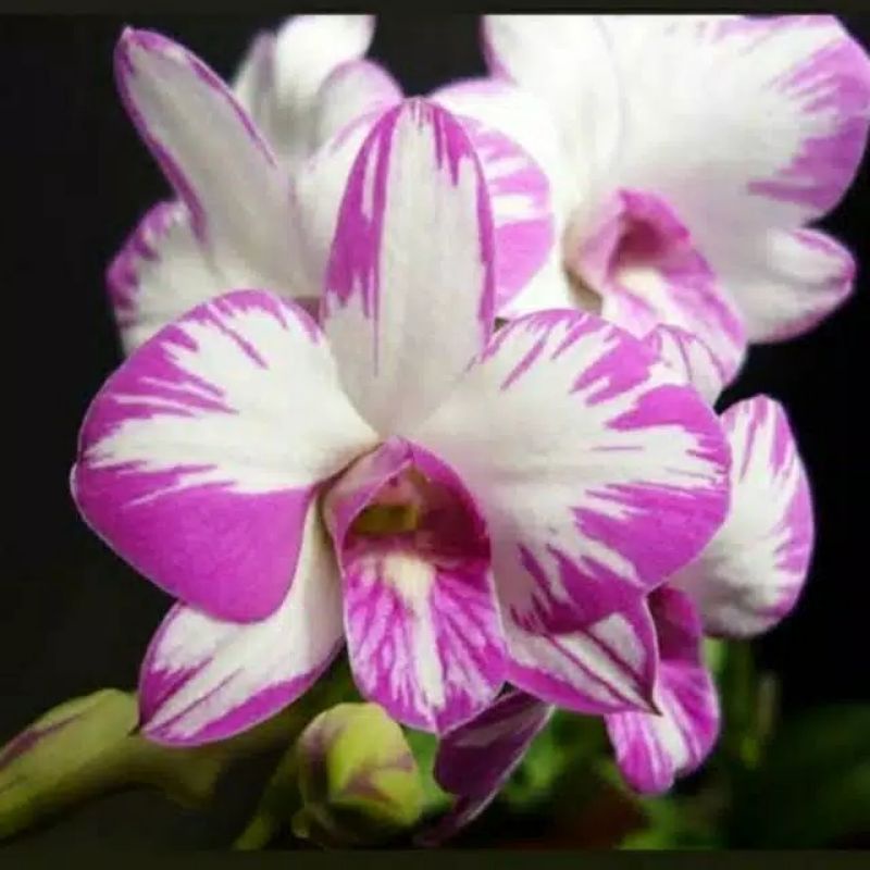 keiki anggrek dendrobium enobi dewasa