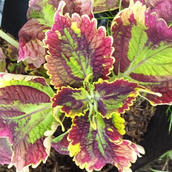 tanaman miana rainbow stek