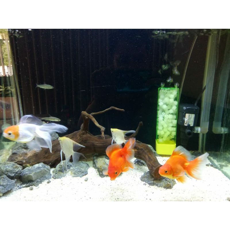 [Filter + Kaldnes] Filter Aquarium Ikan Kaldnes K1 Bioring
