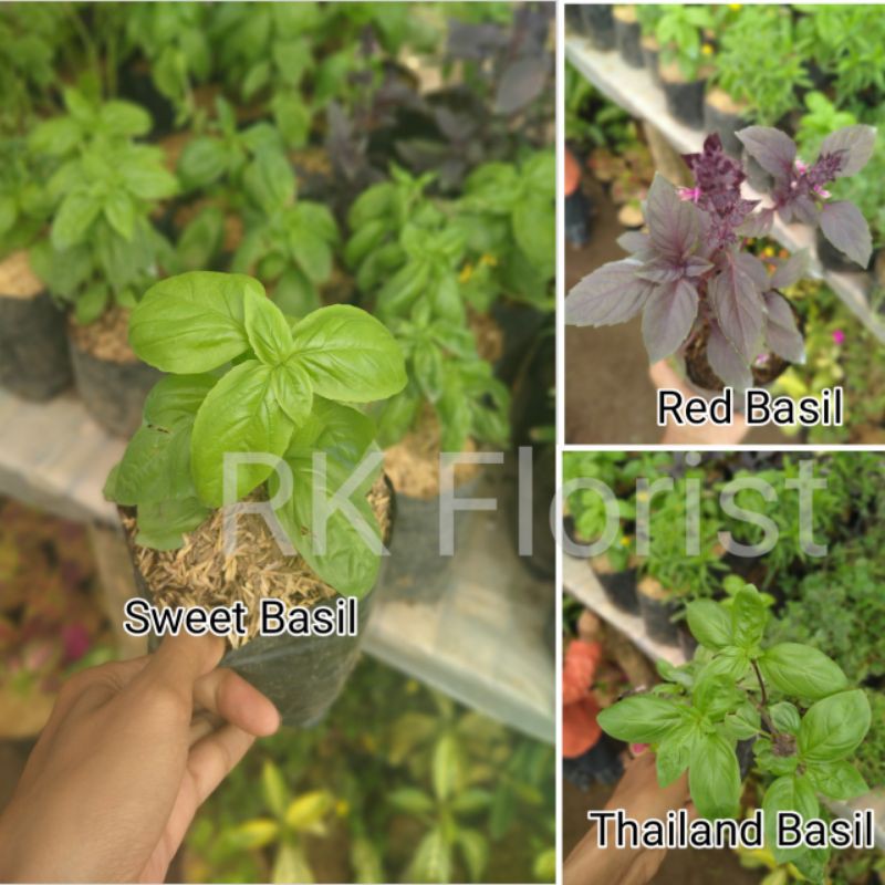 

PAKET HEMAT DAUN BASIL IMPORT ( Isi 3pcs jenis basil)