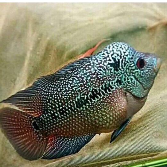 ikan lohan cencu size 10/11/12