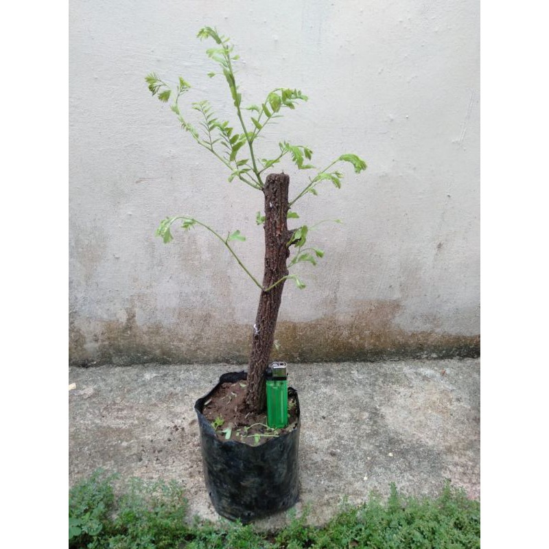 Bahan Bonsai Asem Jawa