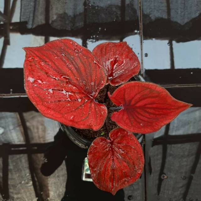 Tanaman hias caladium/keladi hias NAGOYA (Caladium/Srirejeki)