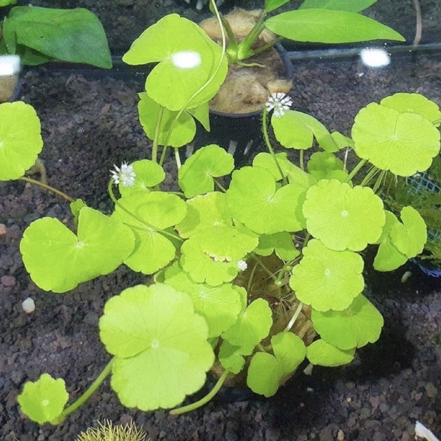 Hydrocotile Verticilata - Tanaman aquascape tanpa  Co2