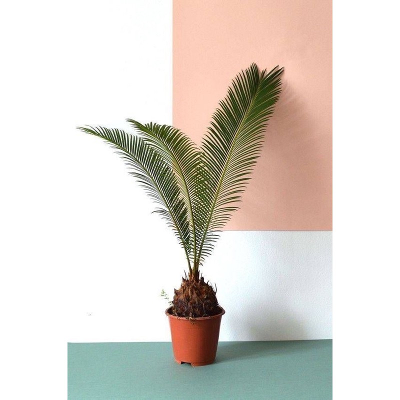 sikas // pakis haji // pakis