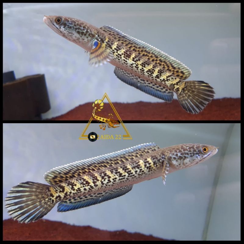 Channa auranti 10cm-11cm