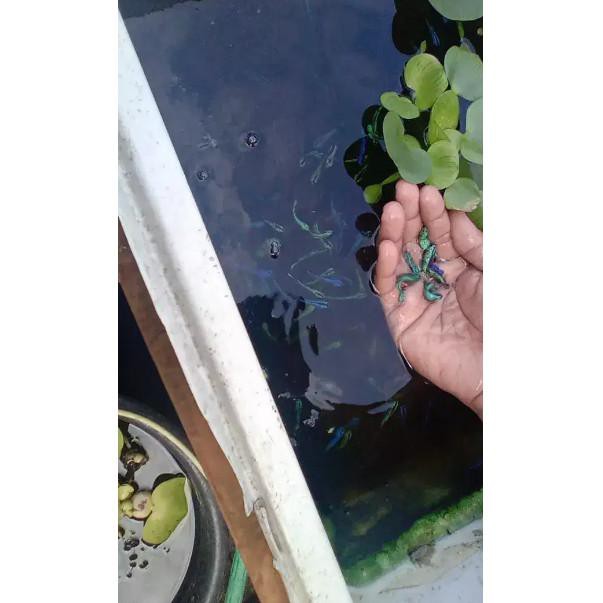 Terbaru Bibit Ikan Cupang Avatar Gordon / Bahanan Ikan Cupang Avatar Gordon