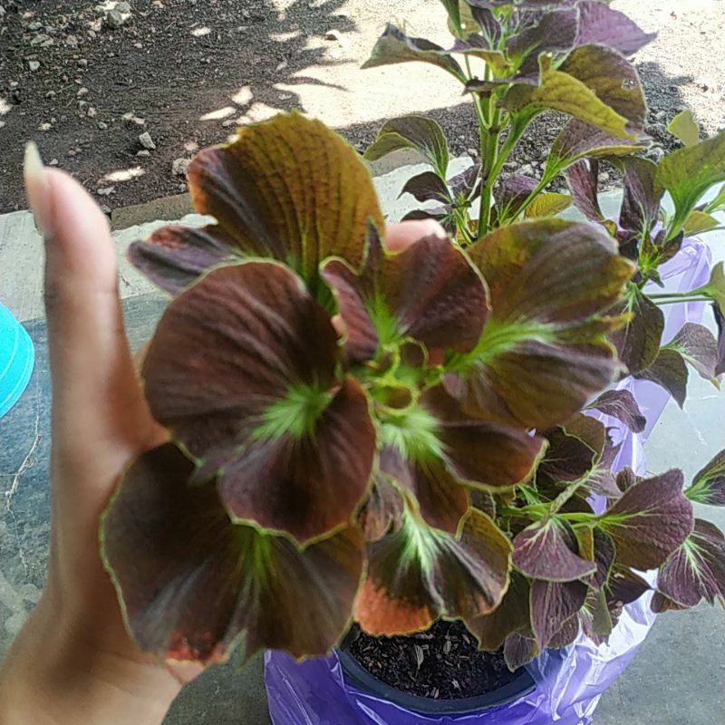 stek sp miana mawar kristata daun 3