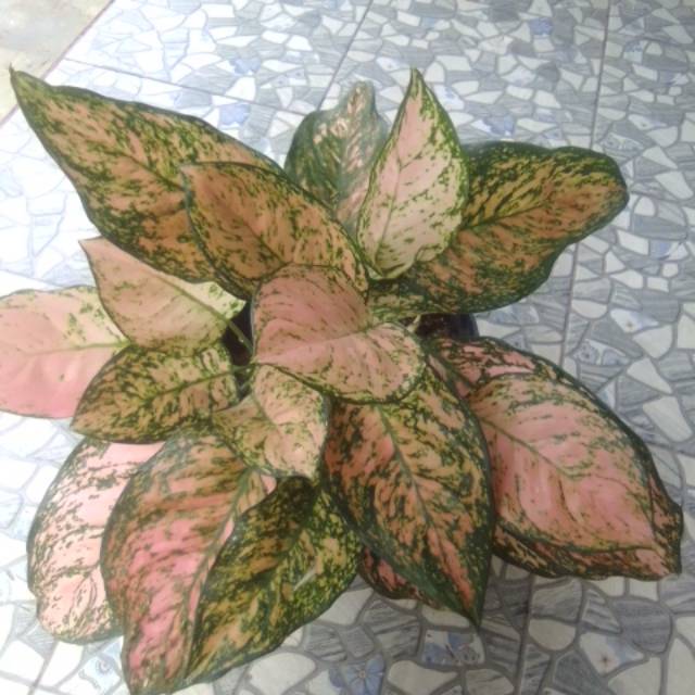 Aglaonema Ruby chiangmai rimbun