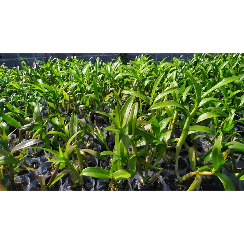 anggrek dewasa dendro
