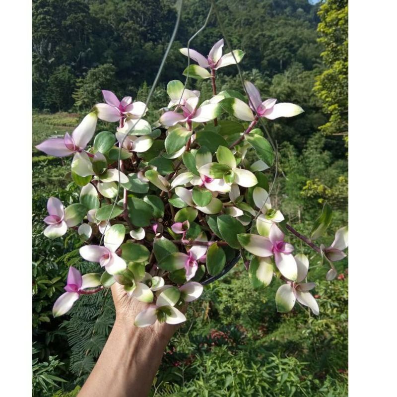 tradescantia zebrina blushing bride pink rimbun