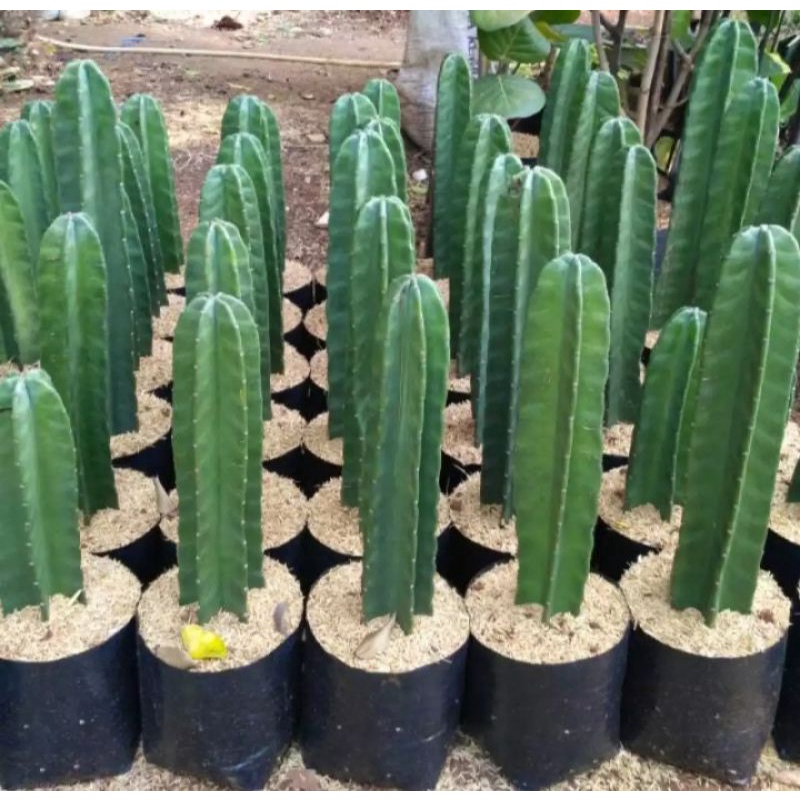 Tanaman Hias Pohon Kaktus Bintang/ Pohon Kaktus Koboyy