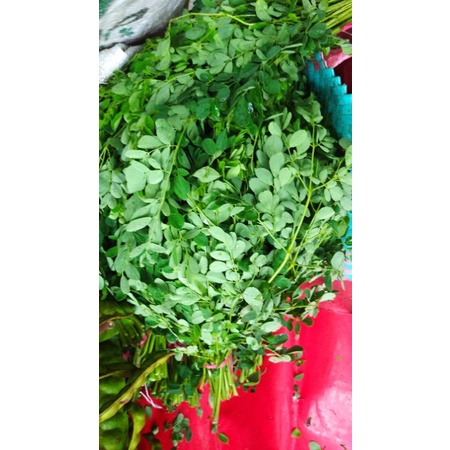 

Sayuran Daun Kelor merunggai segar (Moringa ) minim order 2 ikat@