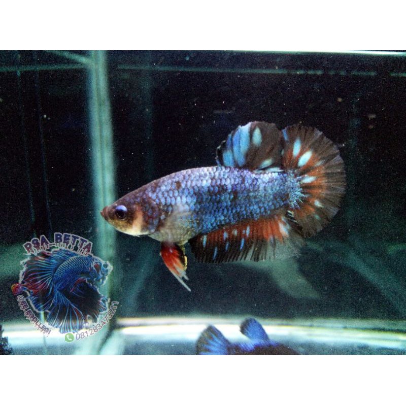 cupang avatar gordon grade 100% real pict