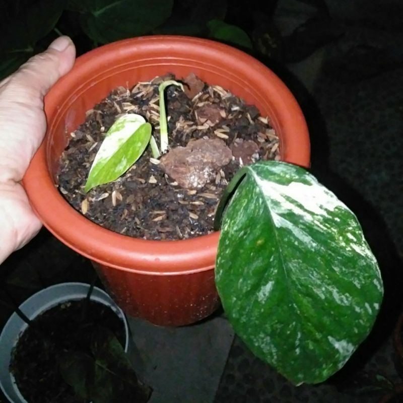 Epipremnum sp bali hanoman ekonomis mewah