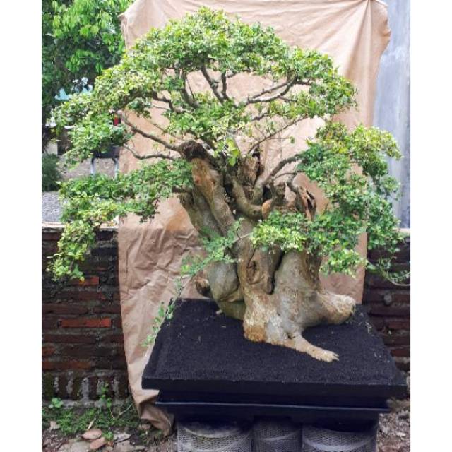 Bahan Bonsai Serut Batang Besar Jumbo Unik Cantik Harga Murah Shopee Indonesia