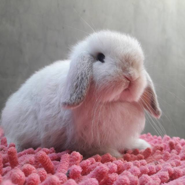 Kelinci Holland Lop Junior Shopee Indonesia