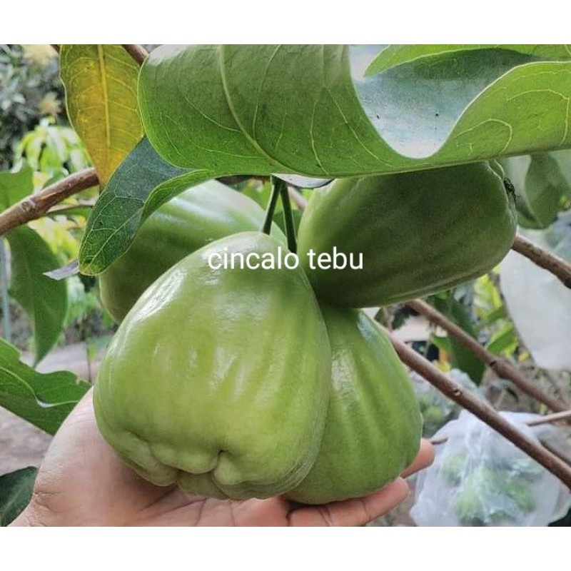 Bibit Jambu Air Cincalo Tebu