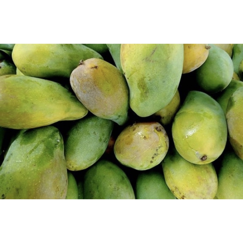 

Buah Mangga Cengkir 1kg Buah Rujak Buah Muda Cengkir