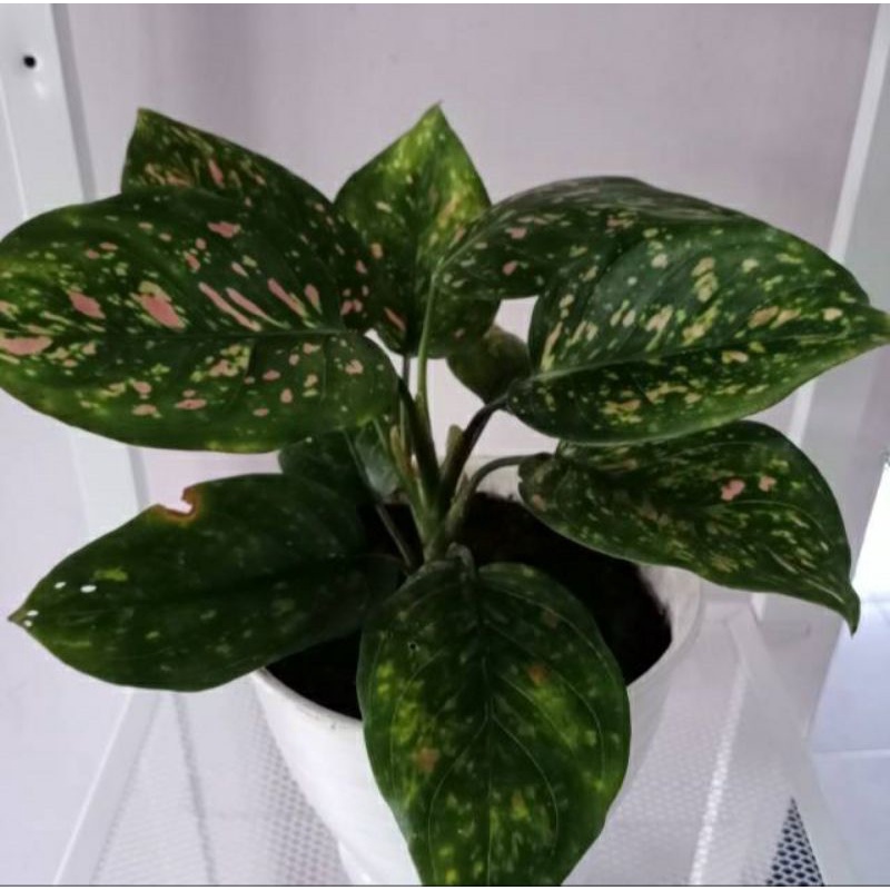 AGLONEMA RUBY / AGLONEMA RUBY CIANGMAY